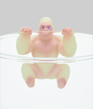 ひっかかり（アルビノ）